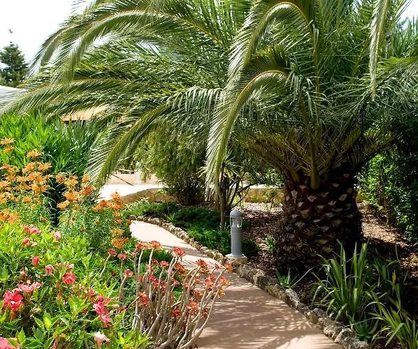 Cristo - Plum * 拉哥斯